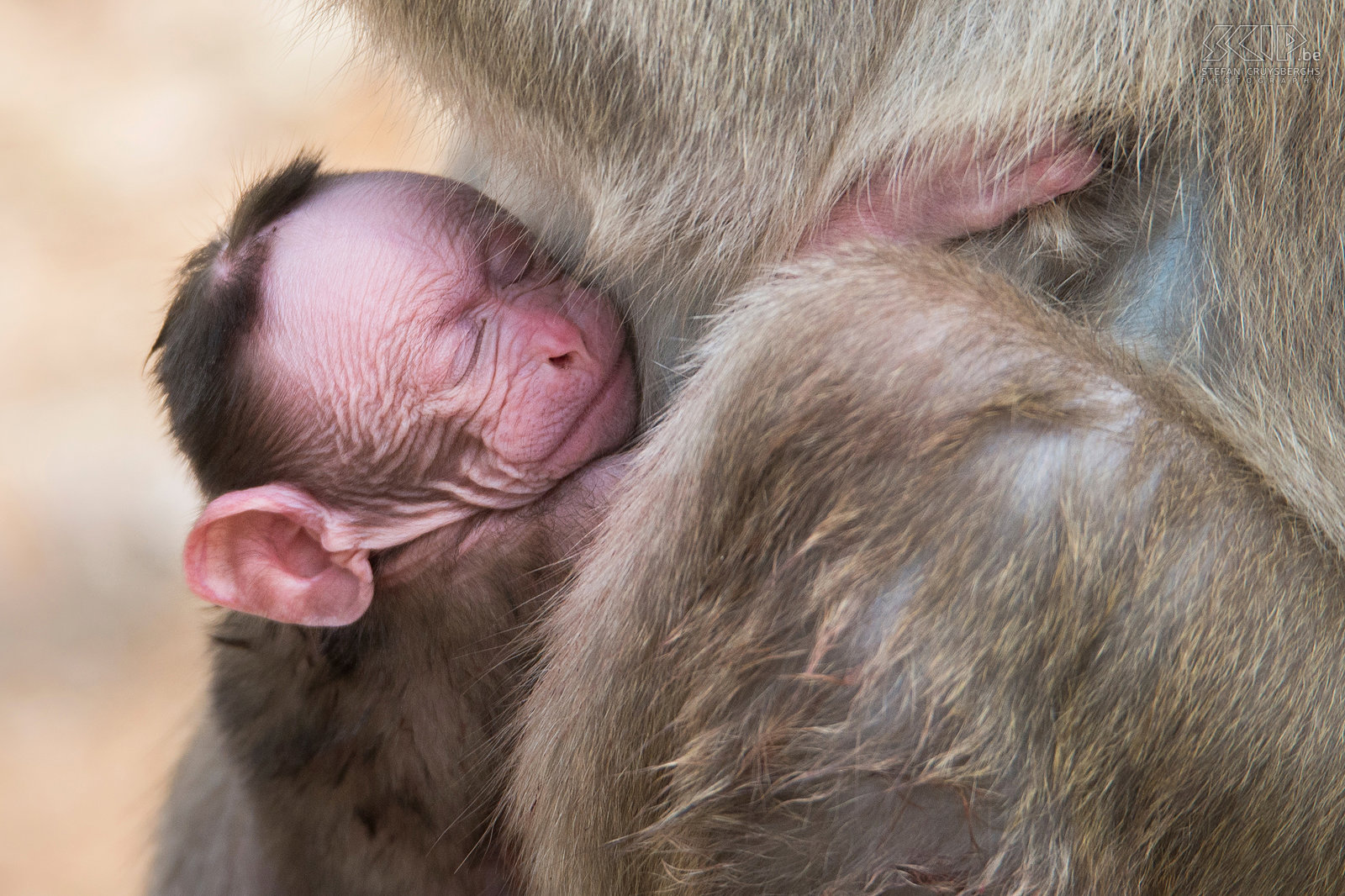 Kabini - Indische kroonaap baby Closeup van een pasgeboren Indische kroonaap (Bonnet macaque, Macaca radiata) in het wild. Stefan Cruysberghs